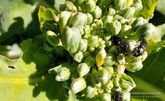 В ЕС прекратят использовать циперметрин в качестве действующего вещества - agroexpert.md