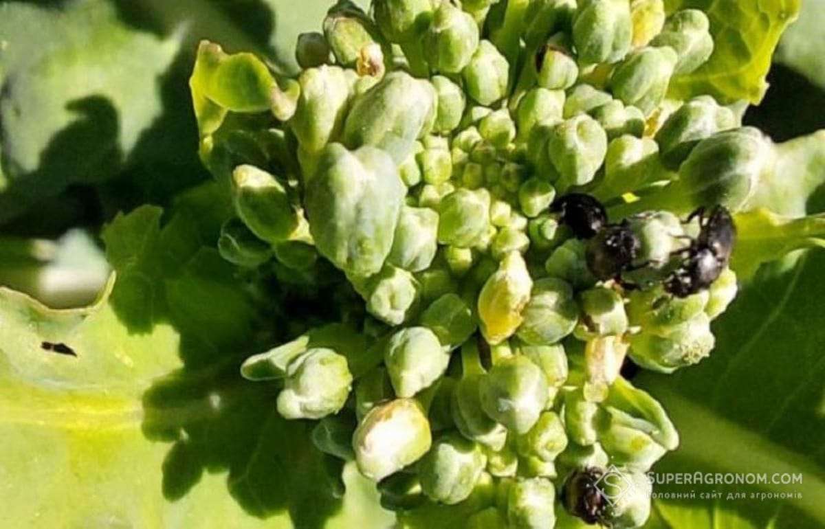 В ЕС прекратят использовать циперметрин в качестве действующего вещества - agroexpert.md