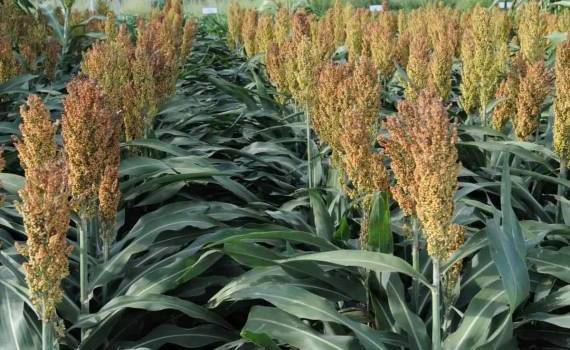 Рост площадей сорго в Польше сдерживают проблемы с его защитой - agroexpert.md