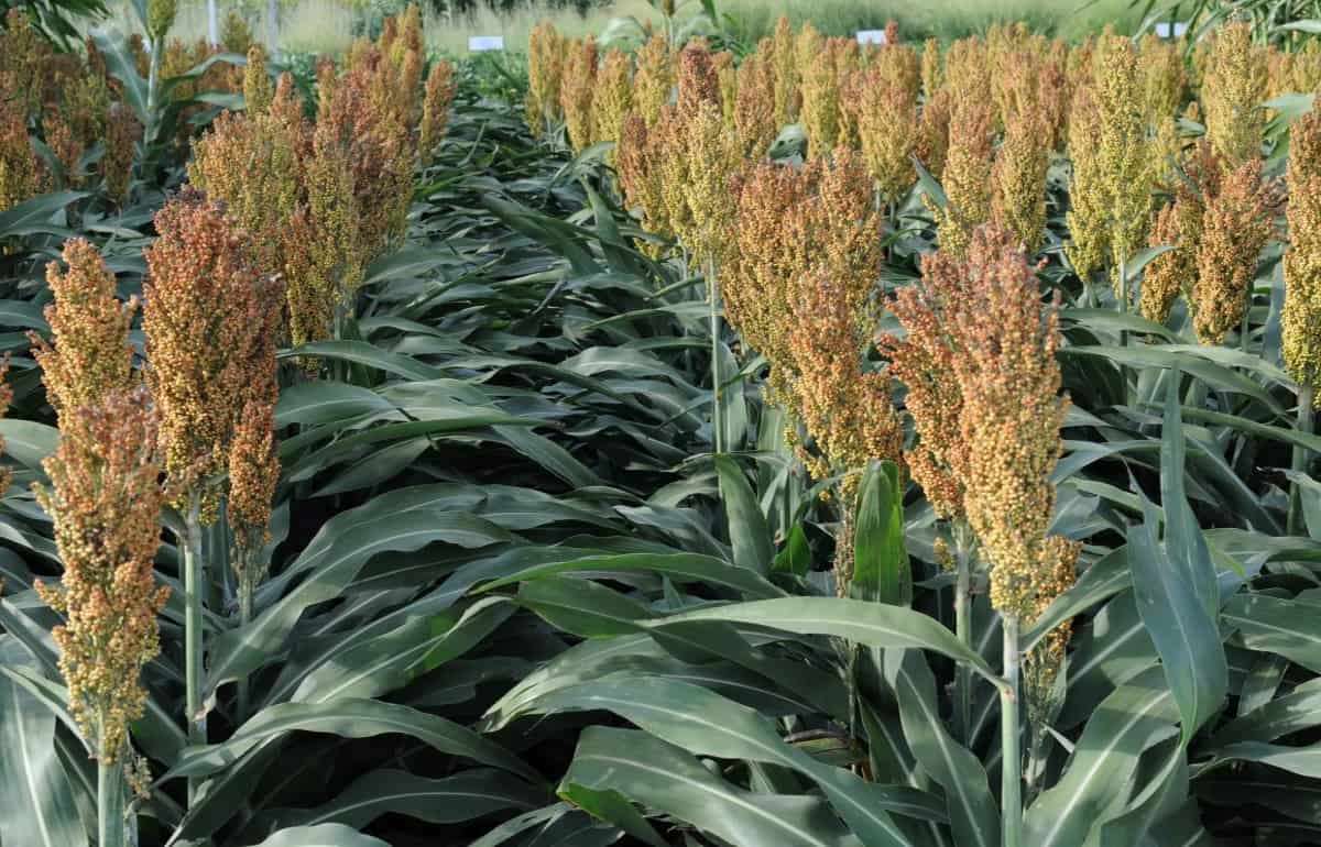 Рост площадей сорго в Польше сдерживают проблемы с его защитой - agroexpert.md