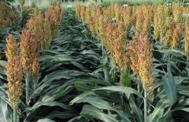 Рост площадей сорго в Польше сдерживают проблемы с его защитой - agroexpert.md