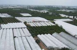 Турция — четвёртый производитель тепличной продукции в мире - agroexpert.md