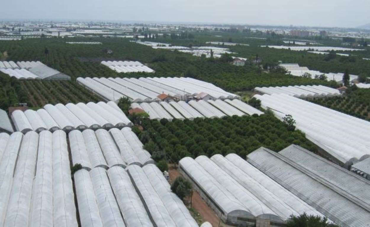 Турция — четвёртый производитель тепличной продукции в мире - agroexpert.md