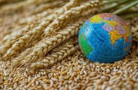 На мировом рынке пшеница и кукуруза подорожали, соя подешевела - agroexpert.md