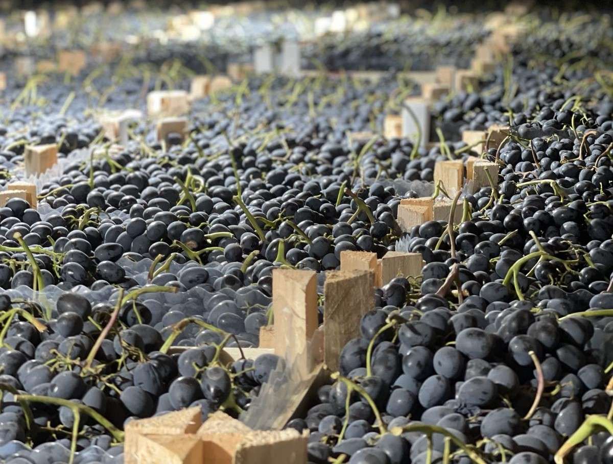 struguri de masă exportați în UE - AGROEXPERT.MD