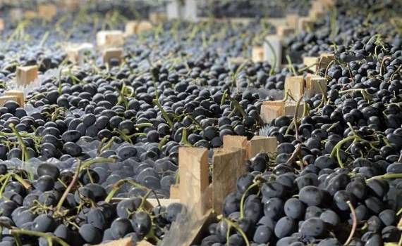 struguri de masă exportați în UE - AGROEXPERT.MD