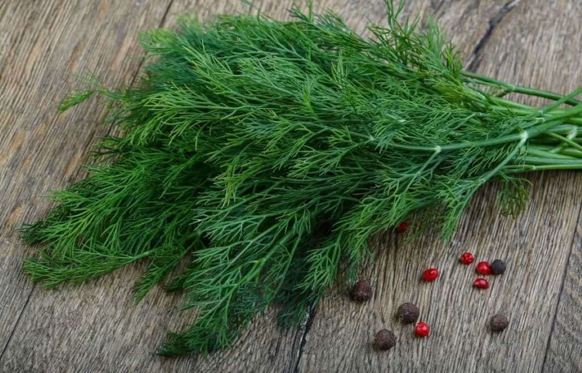 ANSA уничтожила крупную партию укропа из-за опасного уровня пестицидов - agroexpert.md