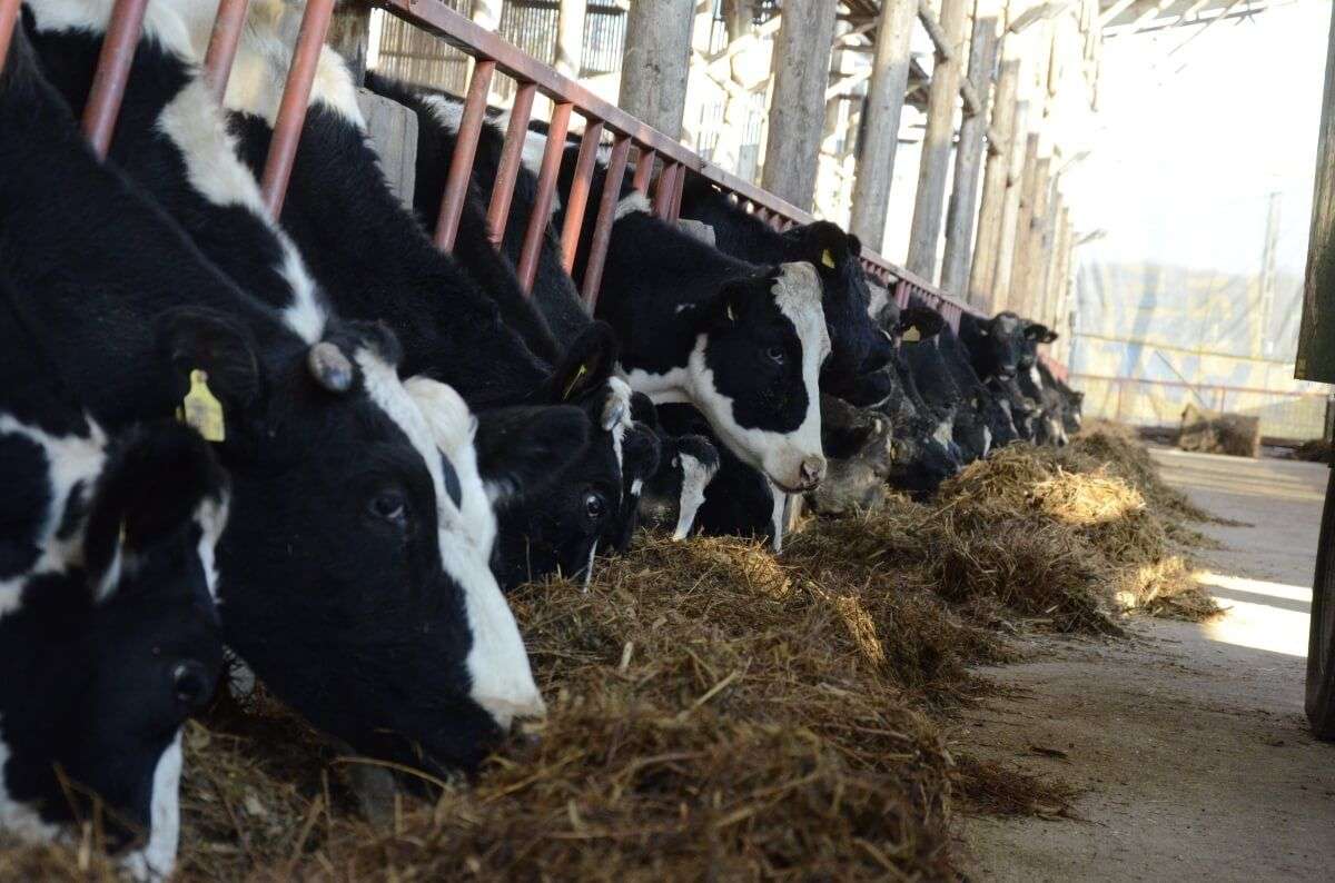 importurile de furaje - agroexpert.md