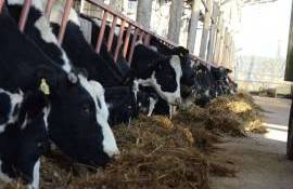 importurile de furaje - agroexpert.md