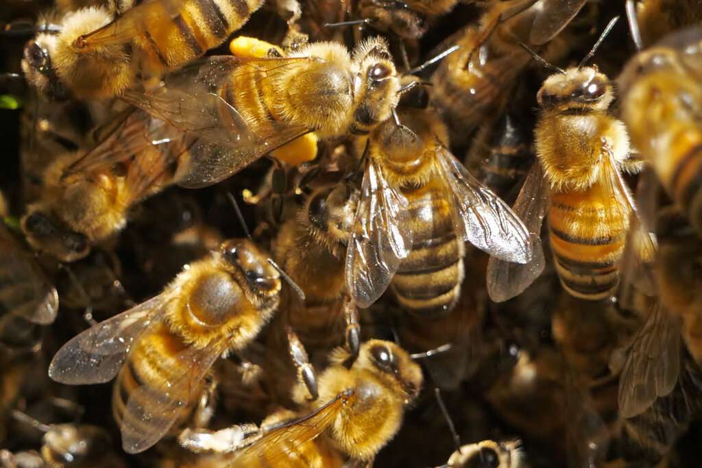 hrana albinelor iarna - AGROEXPERT.MD