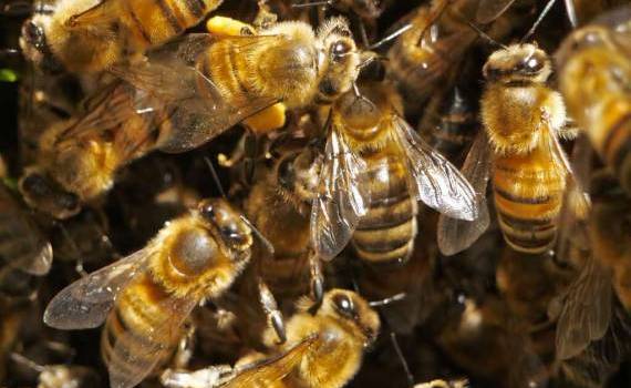 hrana albinelor iarna - AGROEXPERT.MD