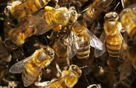 În următoarele zile, se recomandă turte energetice pentru albine