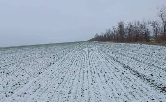 Минусовые температуры не нанесли существенного ущерба сельхозугодьям - agroexpert.md