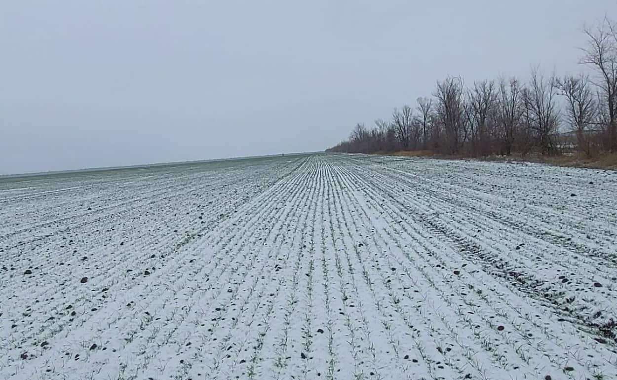 Минусовые температуры не нанесли существенного ущерба сельхозугодьям - agroexpert.md