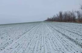 Минусовые температуры не нанесли существенного ущерба сельхозугодьям - agroexpert.md