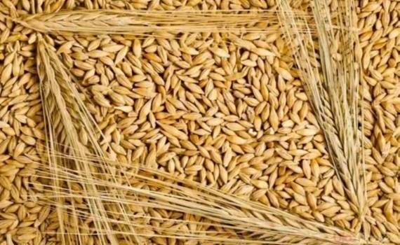 Цены на ячмень из ЕС превысили стоимость мукомольной пшеницы - agroexpert.md