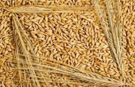 Цены на ячмень из ЕС превысили стоимость мукомольной пшеницы - agroexpert.md