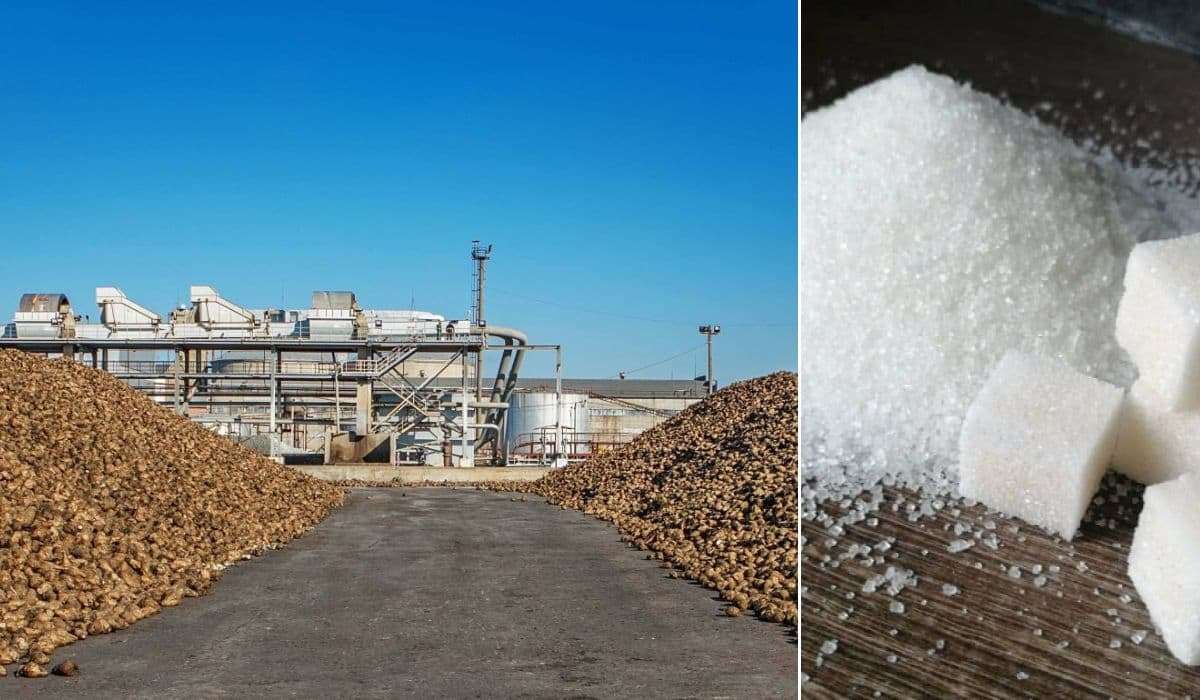 С 2017 года в странах ЕС прекратили работу 20 сахарных заводов - CEFS - agroexpert.md