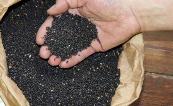 Поставки канадской канолы в Китай значительно сократились - agroexpert.md