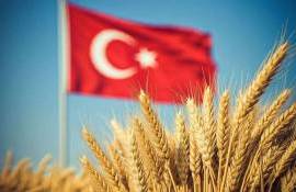 Зерновые перспективы Турции улучшаются благодаря нормализации осадков - agroexpert.md