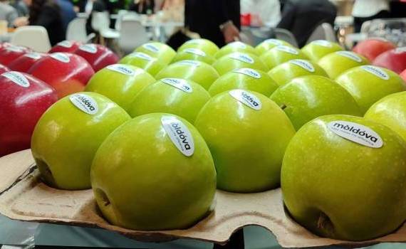 Fructe moldovenești la expoziția din Berlin- AGROEXPERT.MD