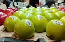 Fructe moldovenești la expoziția din Berlin- AGROEXPERT.MD