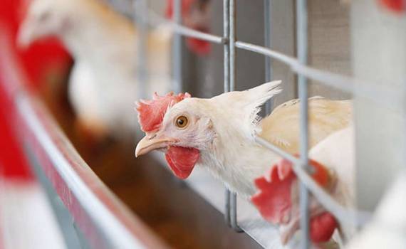 В Польше зафиксирована крупная вспышка птичьего гриппа: куры уничтожены - agroexpert.md