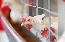 В Польше зафиксирована крупная вспышка птичьего гриппа: куры уничтожены - agroexpert.md