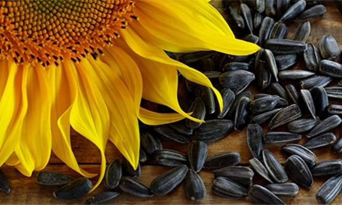 exporturile de floarea-soarelui - agroexpert.md