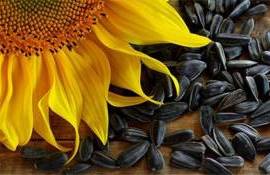 exporturile de floarea-soarelui - agroexpert.md