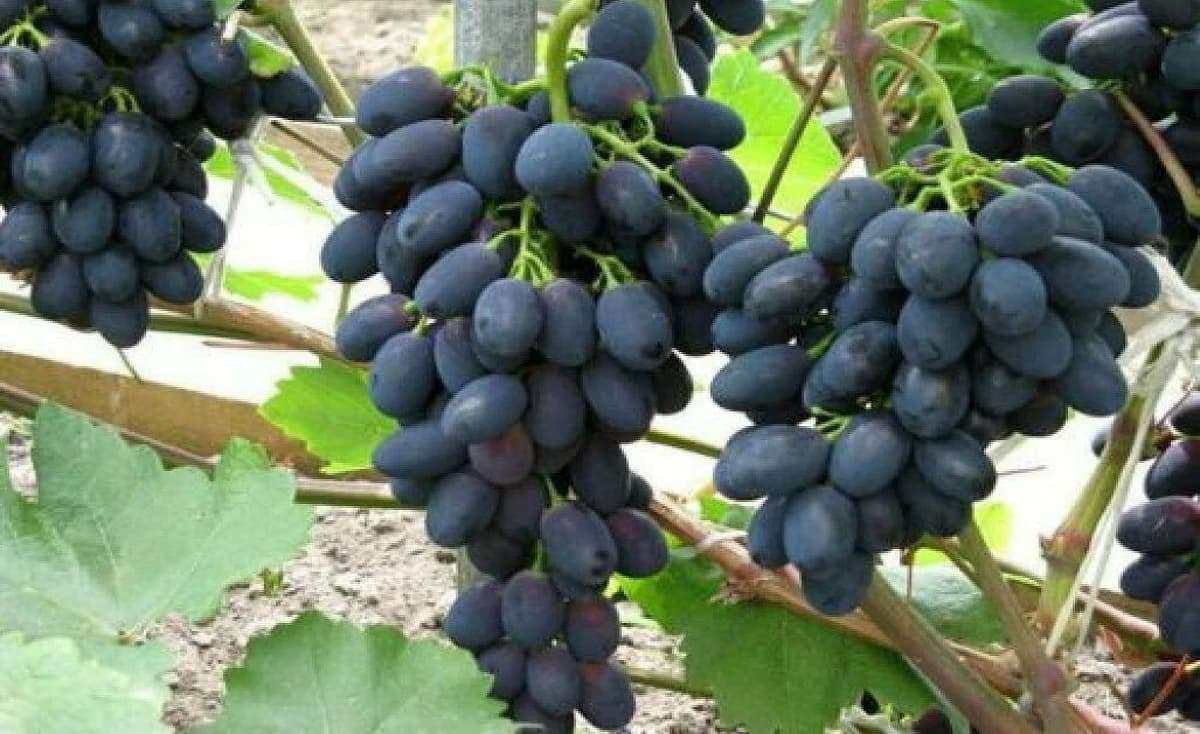 Экспорт молдавского столового винограда: уверенный старт 2026 года - agroexpert.md