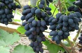 Экспорт молдавского столового винограда: уверенный старт 2026 года - agroexpert.md