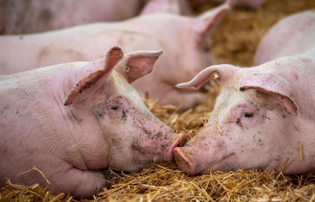 Крупные свинофермы Молдовы возобновили работу после вспышки чумы свиней - agroexpert.md