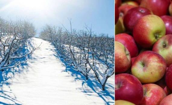 Садоводы Польши боятся потерять урожай из-за суровой зимы - agroexpert.md