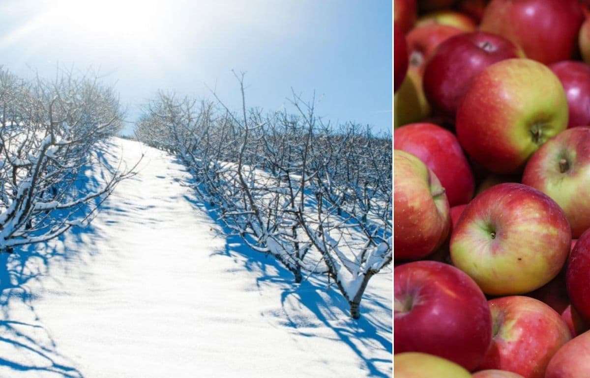 Садоводы Польши боятся потерять урожай из-за суровой зимы - agroexpert.md