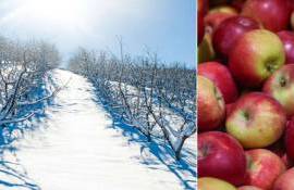 Садоводы Польши боятся потерять урожай из-за суровой зимы - agroexpert.md