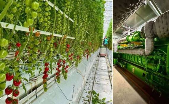 Крупный производитель томатов в Румынии выходит на рынок энергии - agroexpert.md