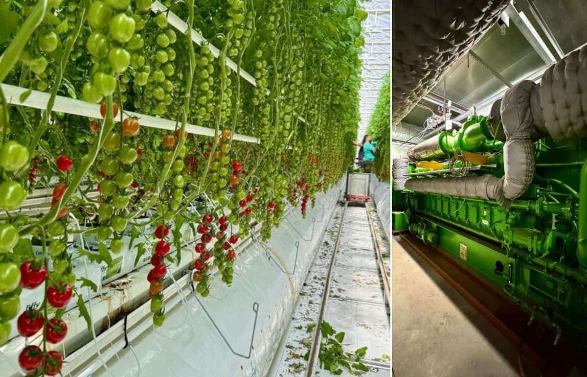 Крупный производитель томатов в Румынии выходит на рынок энергии - agroexpert.md