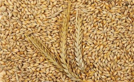 В Украине спрос на фуражный ячмень остается высоким - agroexpert.md