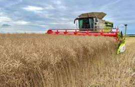 Мировой рекорд урожайности рапса обновлён в Великобритании: 7,71 т/га - agroexpert.md