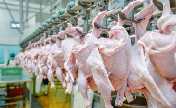 Украинские птицеводы просят власти снять запрет Молдовы на импорт курятины - agroexpert.md