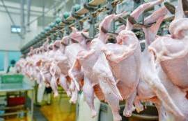 Украинские птицеводы просят власти снять запрет Молдовы на импорт курятины - agroexpert.md