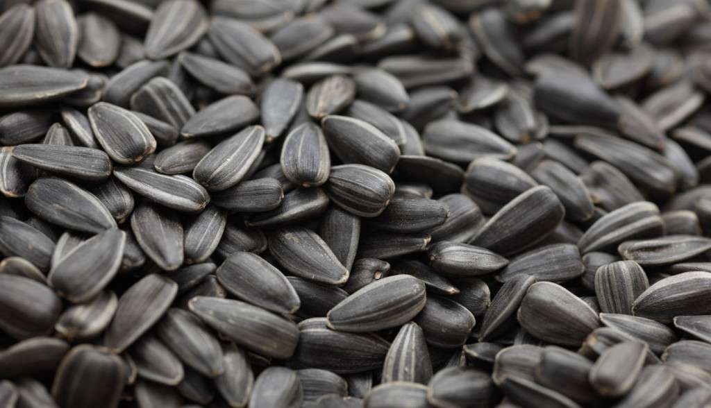 loarea-soarelui pe fondul cererii turcești - agroexpert.md