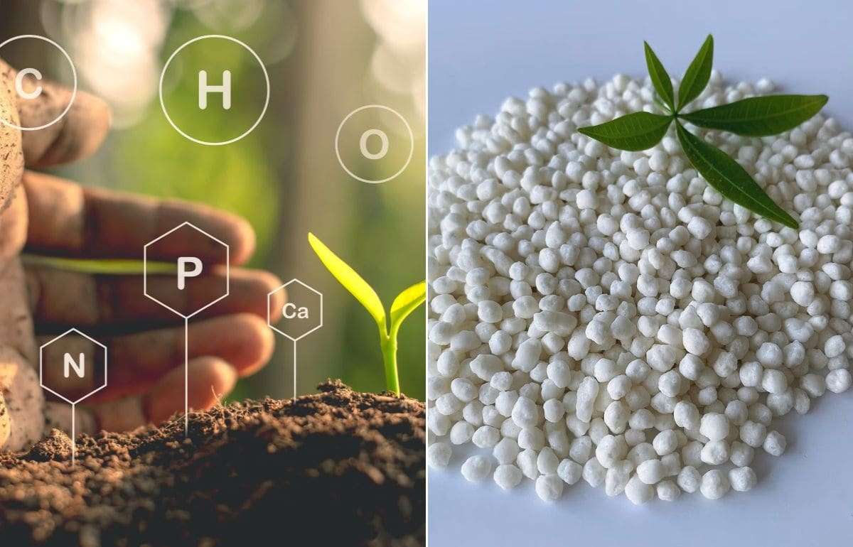 Структура импорта сульфата аммония в Молдову: торговый анализ 2025 года - agroexpert.md