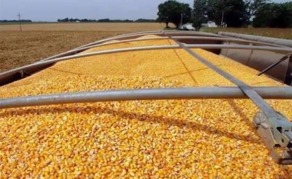 Из‑за погоды в Южной Америке на рынке растёт спрос на кукурузу из Украины - agroexpert.md