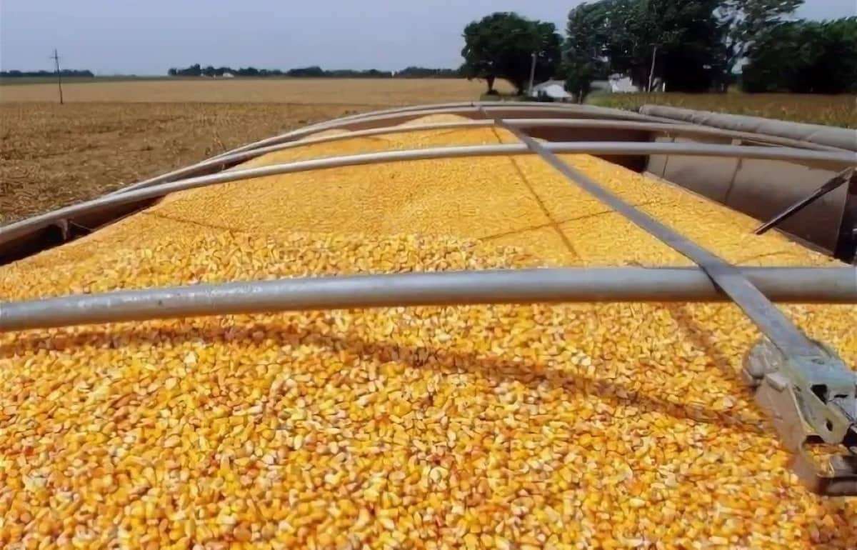 Из‑за погоды в Южной Америке на рынке растёт спрос на кукурузу из Украины - agroexpert.md