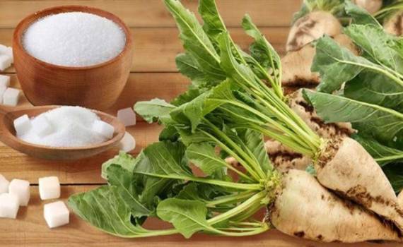 В ЕС площади отведенные под посевы сахарной свеклы уменьшатся на 7 процентов - agroexpert.md