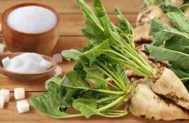 В ЕС площади отведенные под посевы сахарной свеклы уменьшатся на 7 процентов - agroexpert.md