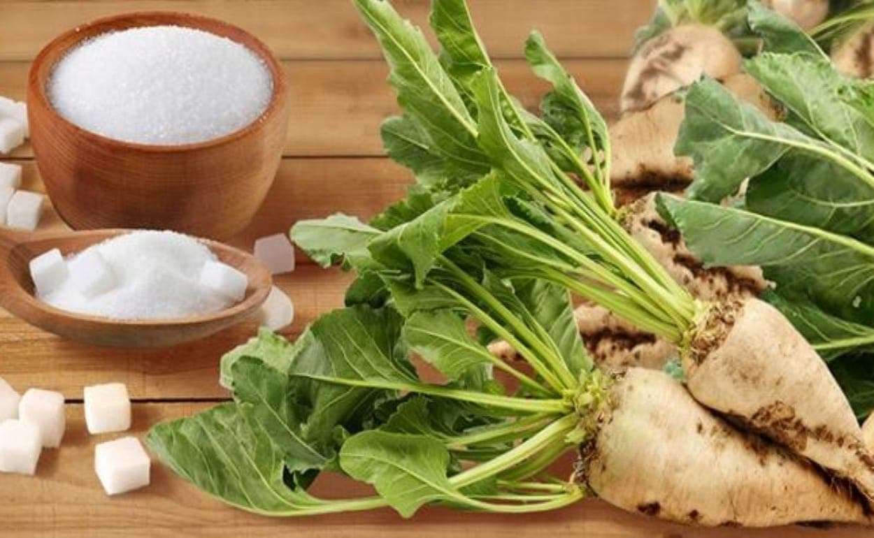 В ЕС площади отведенные под посевы сахарной свеклы уменьшатся на 7 процентов - agroexpert.md