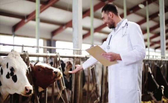 Меры поддержки для молодых ветеринаров Молдовы начинают работать - agroexpert.md